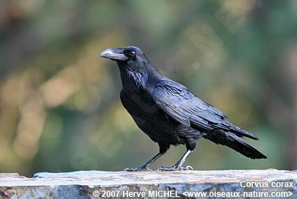 Grand Corbeau