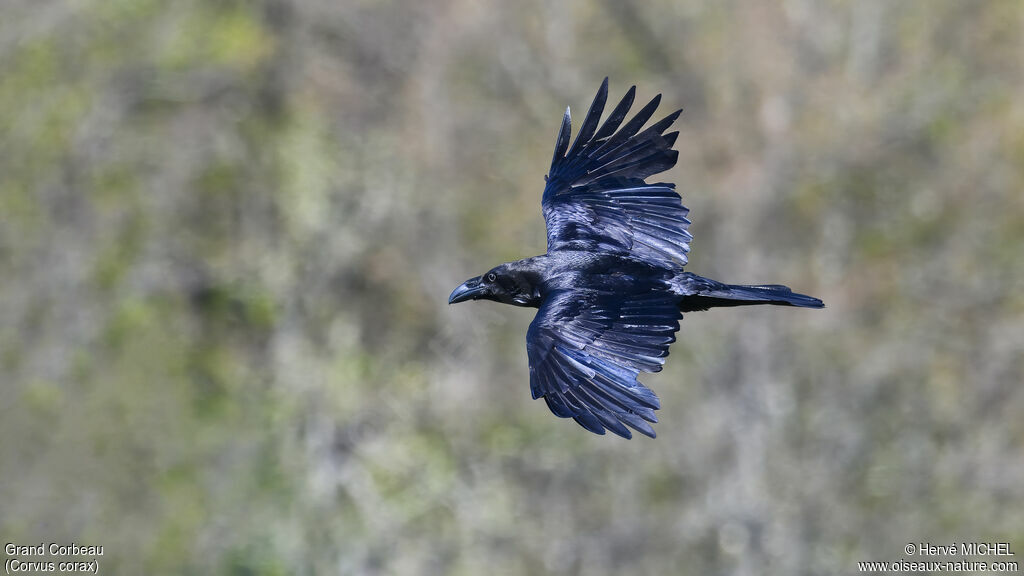 Grand Corbeau
