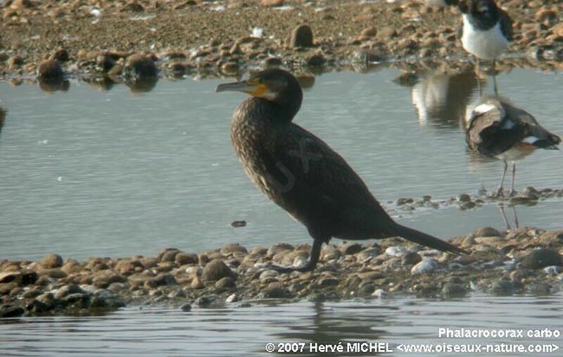 Grand Cormoran1ère année