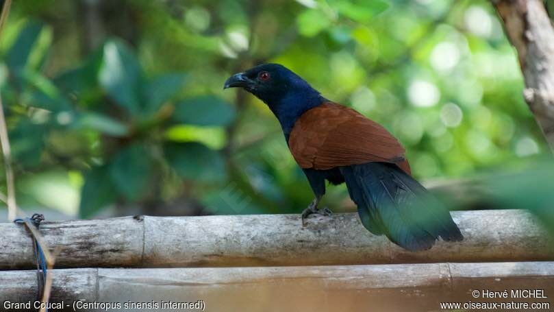 Greater Coucal