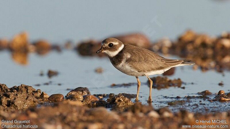 Common Ringed PloverFirst year, habitat