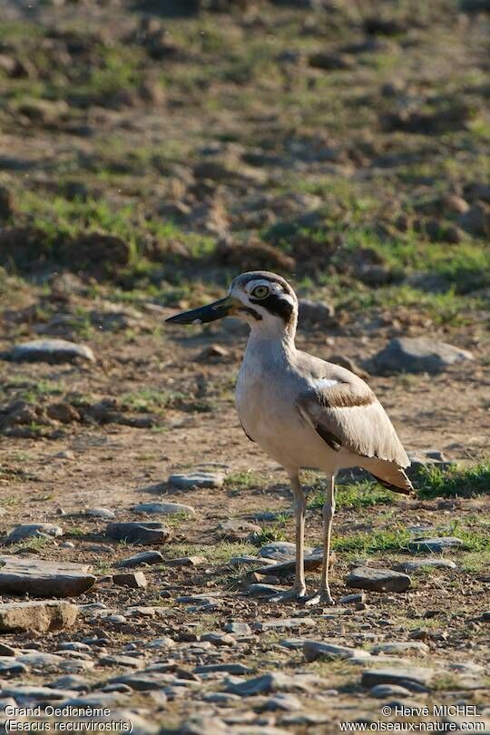 Great Stone-curlewadult