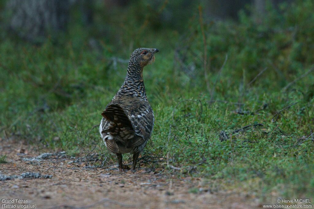 Western Capercaillie male immature