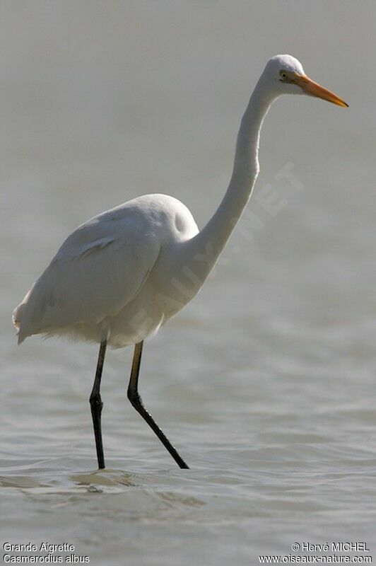 Great Egretadult post breeding, identification