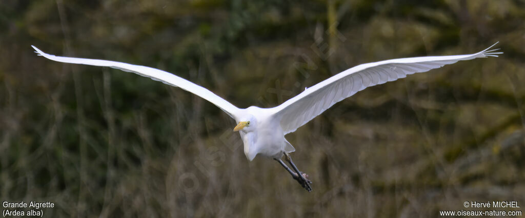 Great Egret