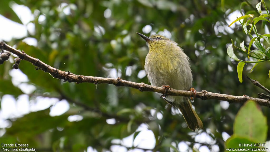 Stripe-throated Jery male adult breeding