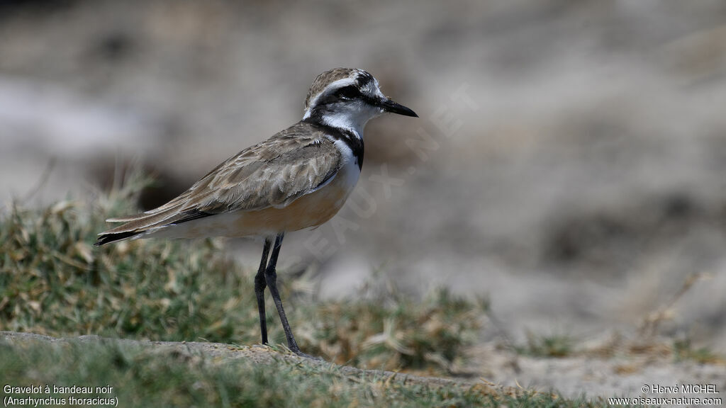 Madagascar Plover