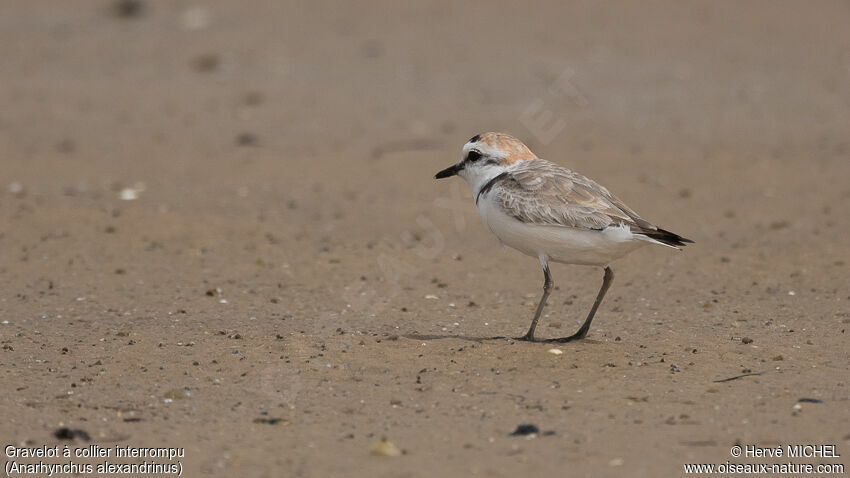 Kentish Plover male adult post breeding