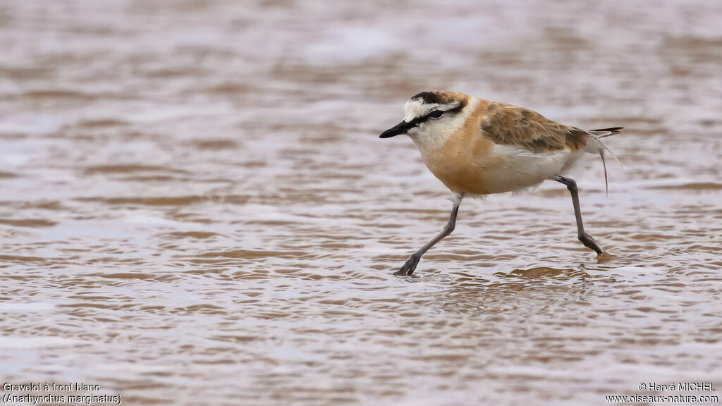 Gravelot à front blanc