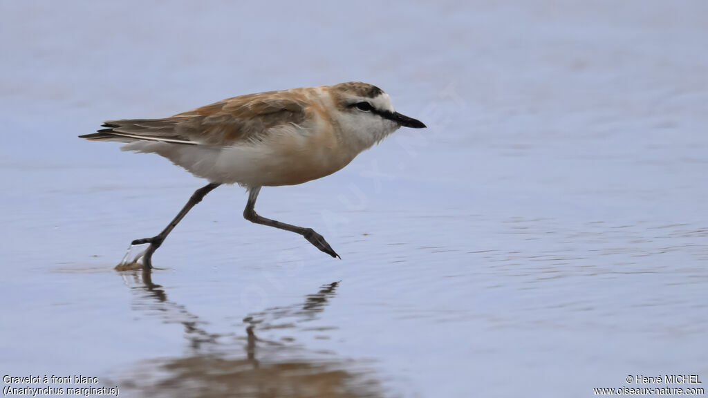 Gravelot à front blanc - Pluvier à front blanc<br />adulte nuptial