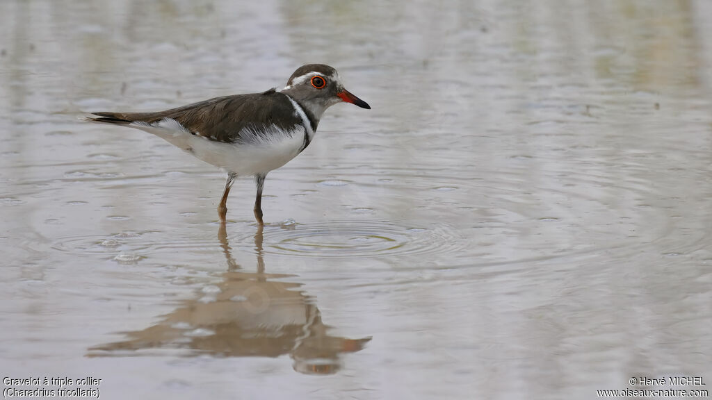 Three-banded Plover
