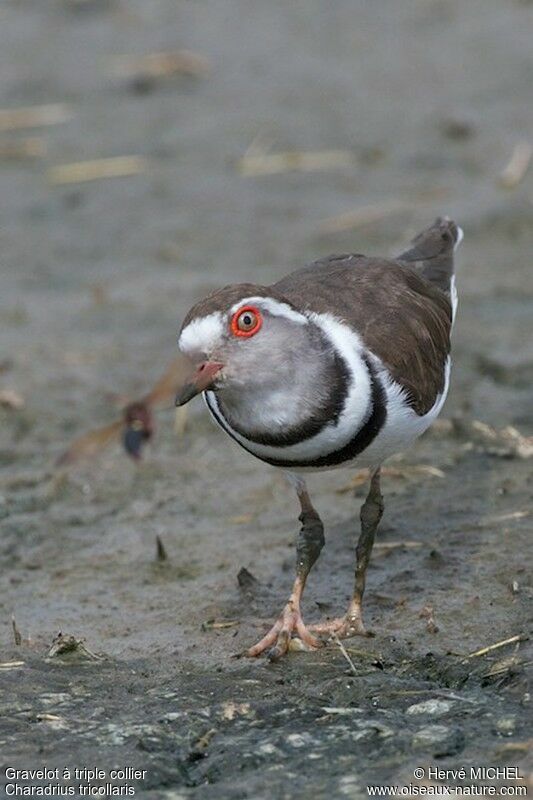 Three-banded Ploveradult, Behaviour
