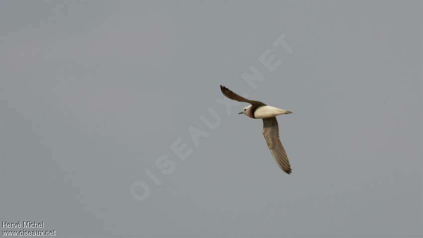 Oriental Plover male adult breeding, Flight, courting display