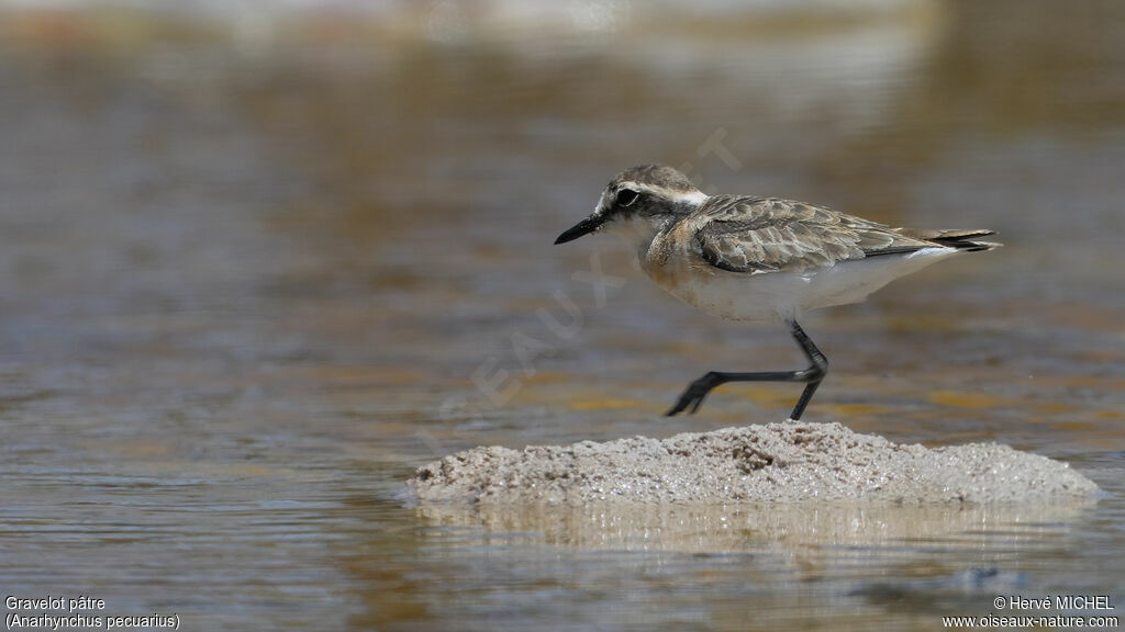 Kittlitz's Plover
