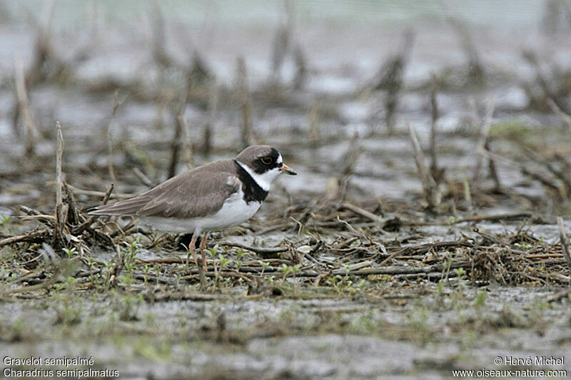 Semipalmated Ploveradult breeding