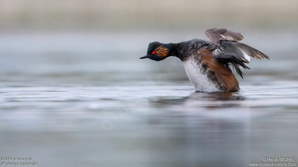 Grèbe à cou noiradulte nuptial