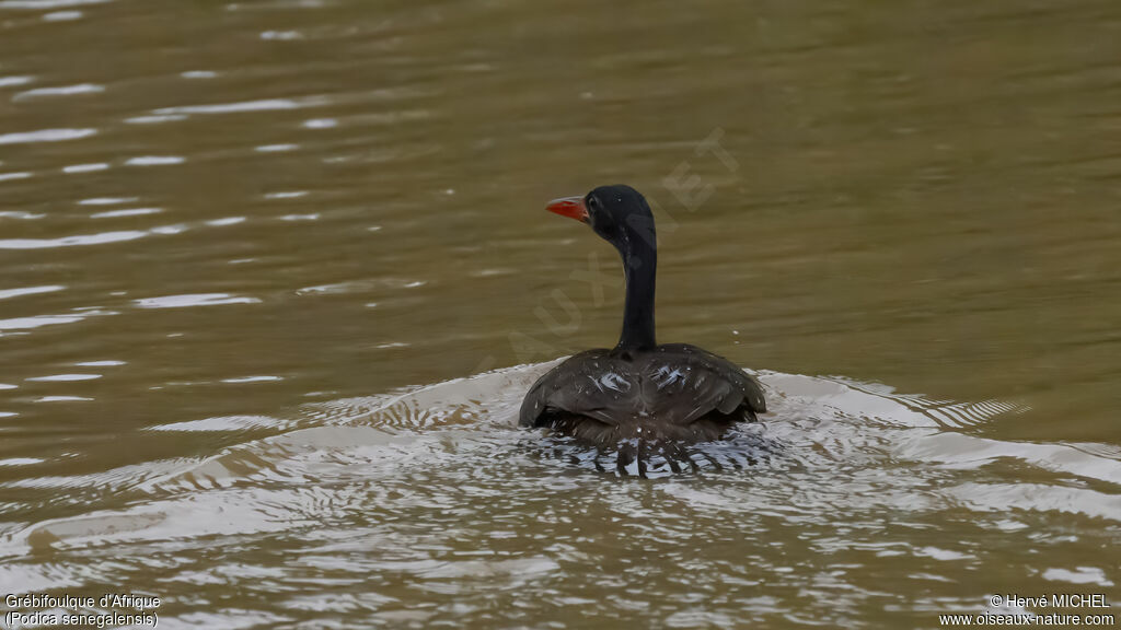 Grébifoulque d'Afrique mâle adulte nuptial