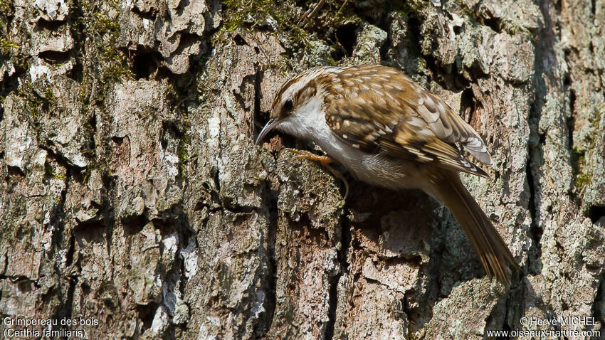 Grimpereau des bois