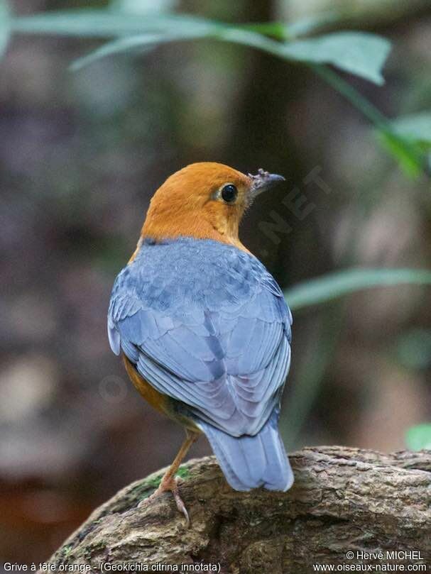 Grive à tête orange