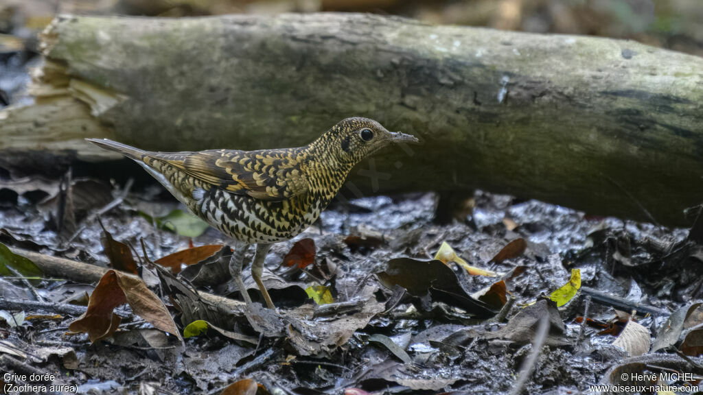Grive dorée, habitat, pigmentation, pêche/chasse