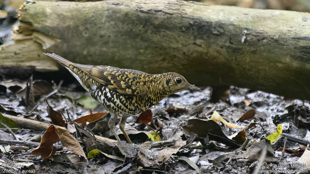 Grive dorée