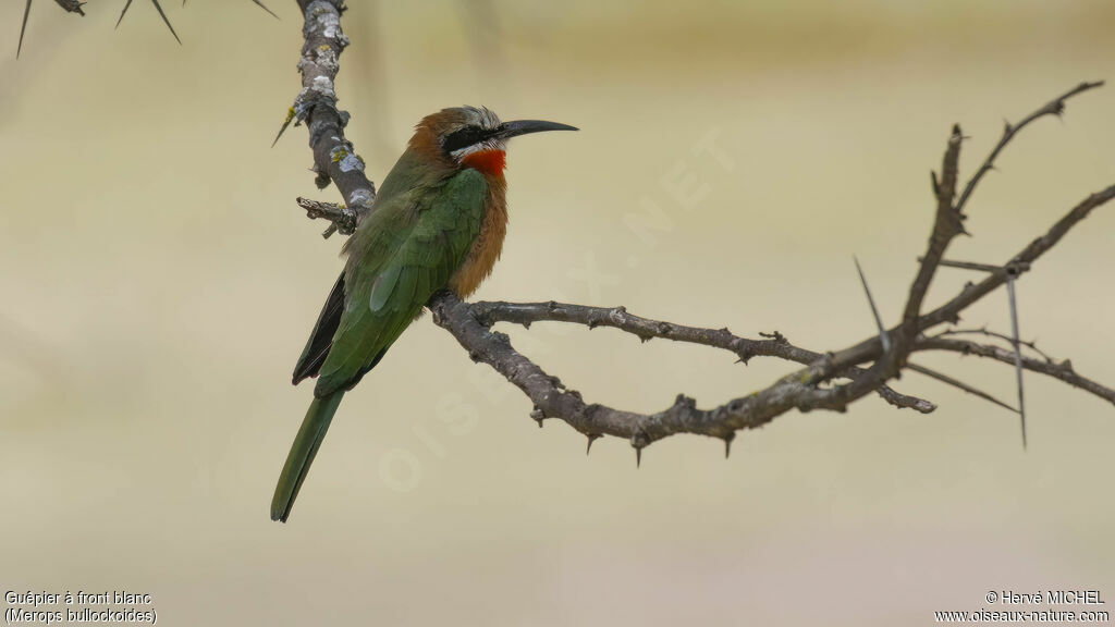 White-fronted Bee-eateradult
