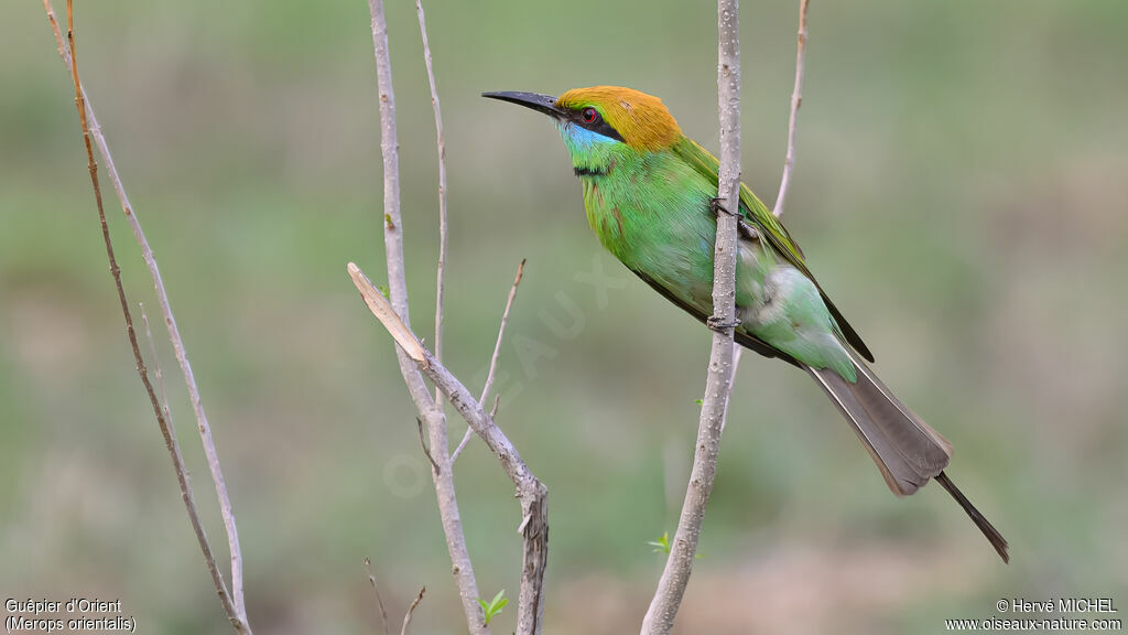 Asian Green Bee-eater