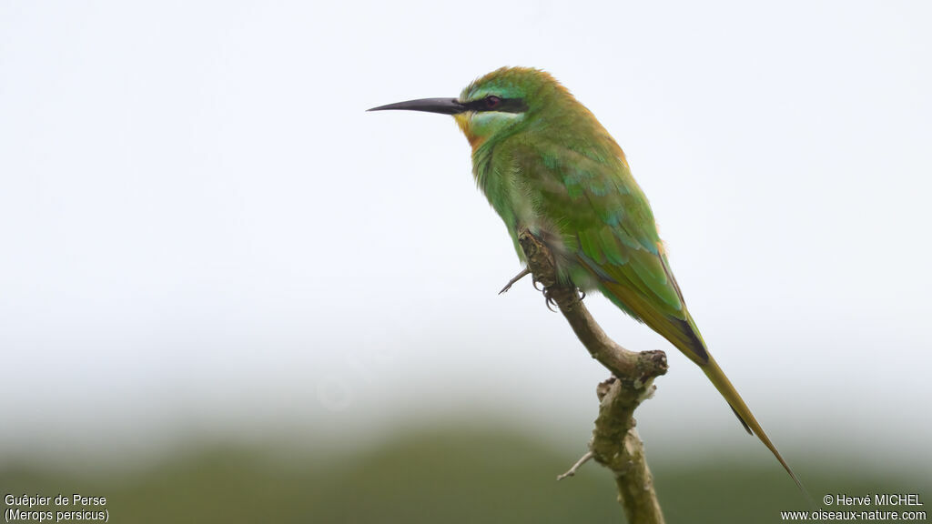 Blue-cheeked Bee-eater