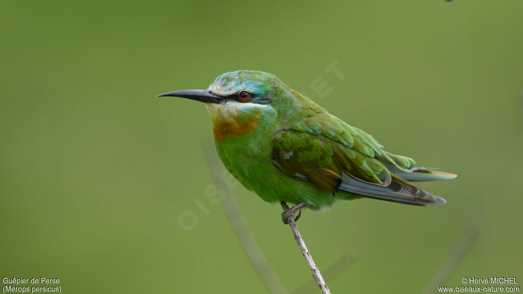 Blue-cheeked Bee-eater