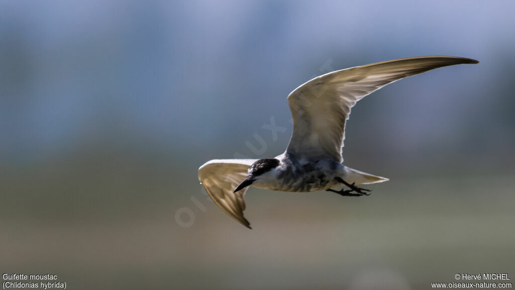 Whiskered Tern