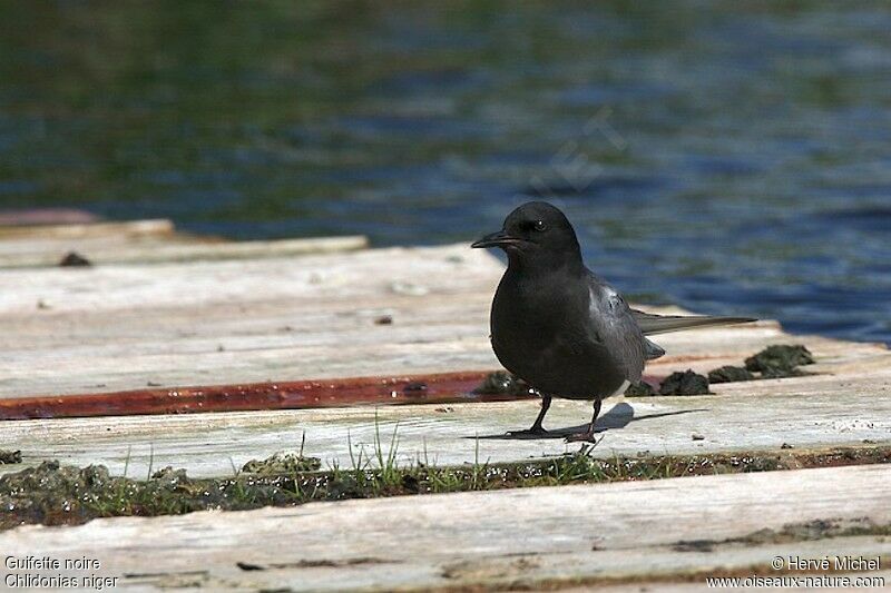 Guifette noireadulte nuptial