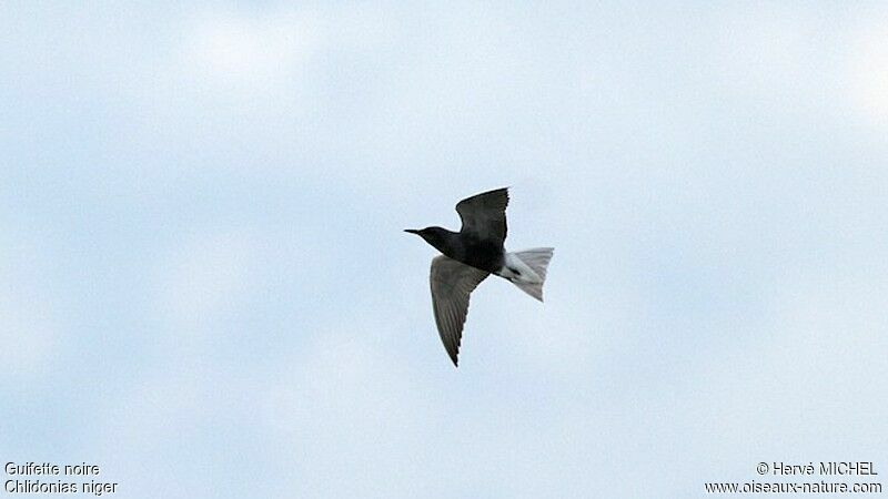 Guifette noireadulte nuptial