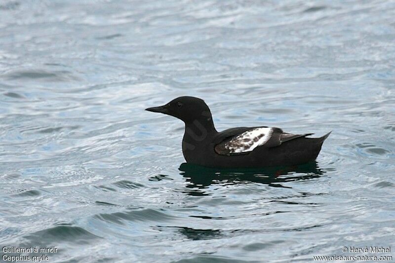 Guillemot à miroiradulte nuptial
