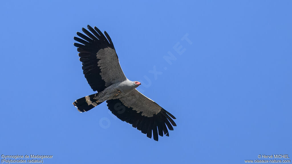 Madagascar Harrier-Hawkadult