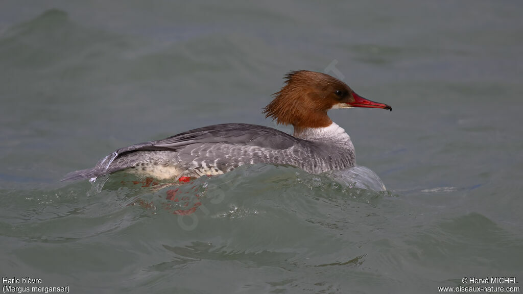 Harle bièvre - Grand Harle<br /> femelle adulte nuptial