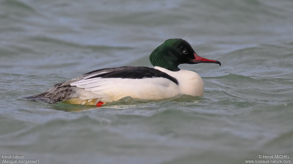 Harle bièvre - Grand Harle<br /> mâle adulte nuptial