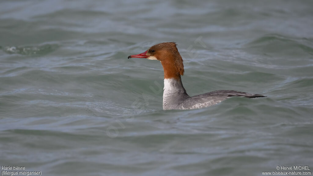Harle bièvre - Grand Harle<br /> femelle adulte nuptial