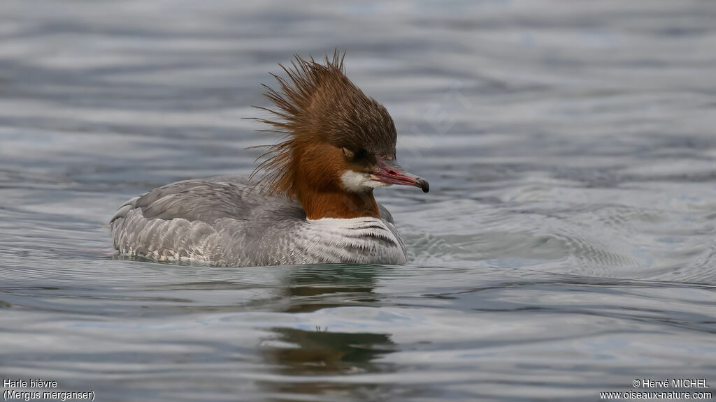 Harle bièvre - Grand Harle<br /> femelle adulte nuptial