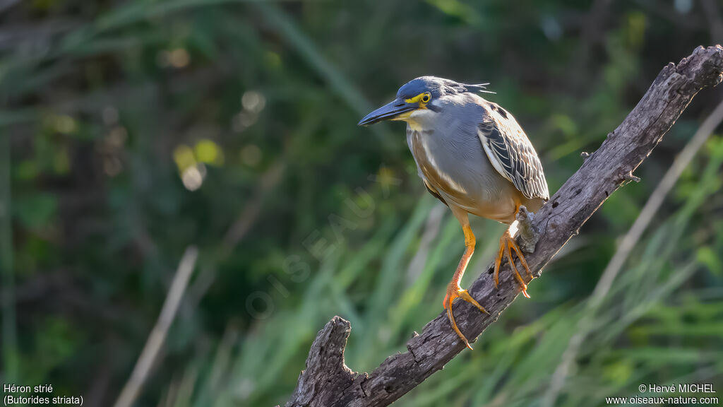 Héron strié