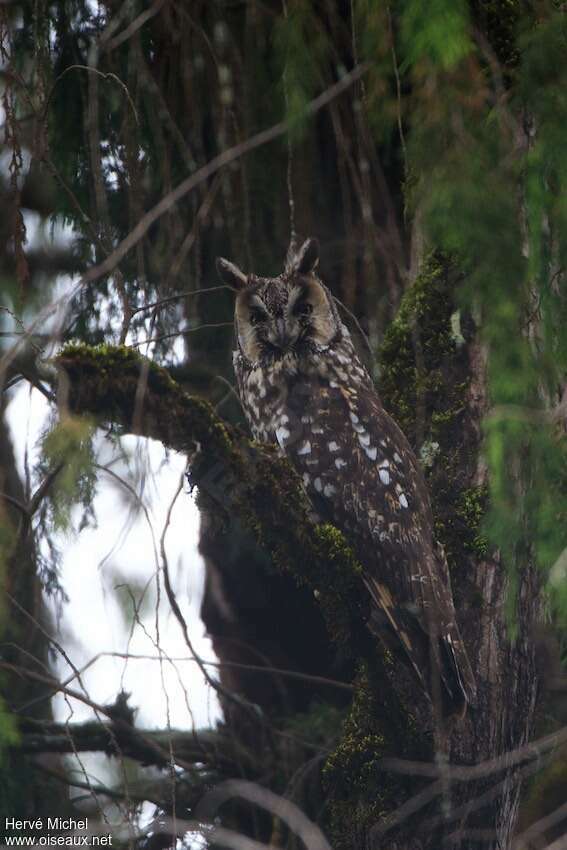 Abyssinian Owladult, identification