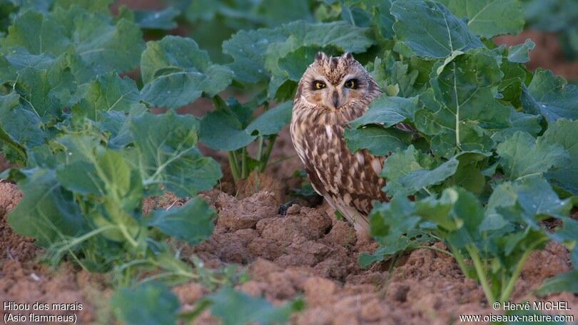 Hibou des marais