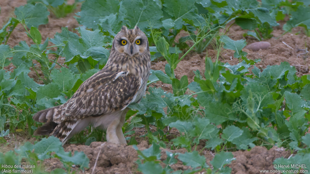 Hibou des marais