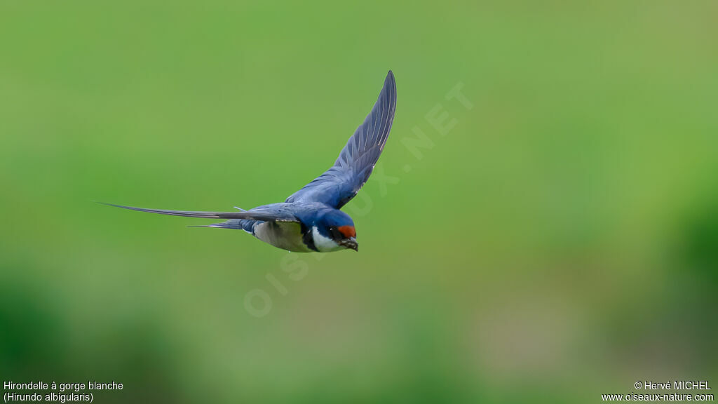 Hirondelle à gorge blancheadulte