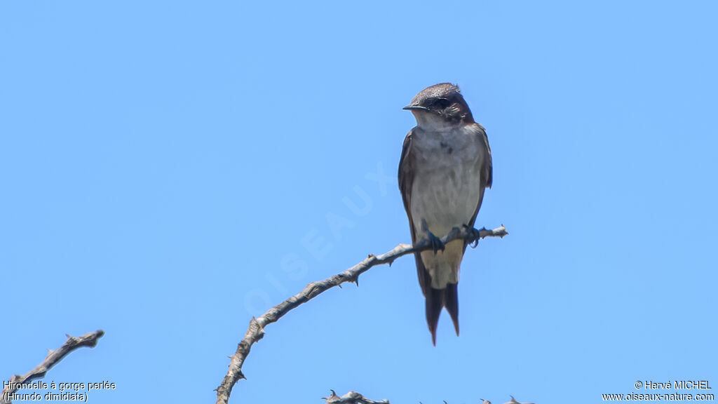 Hirondelle à gorge perlée