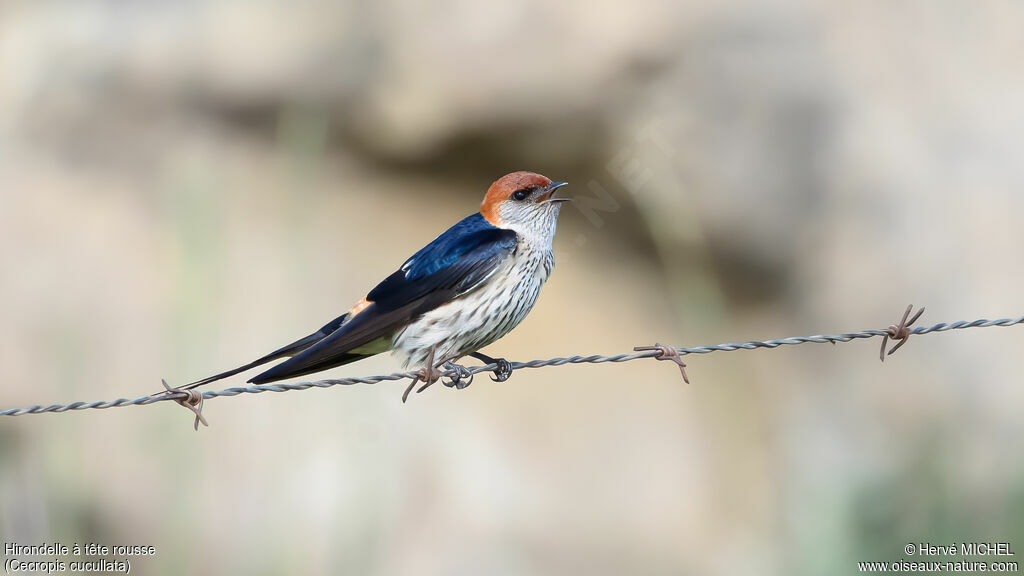 Hirondelle à tête rousse mâle adulte nuptial