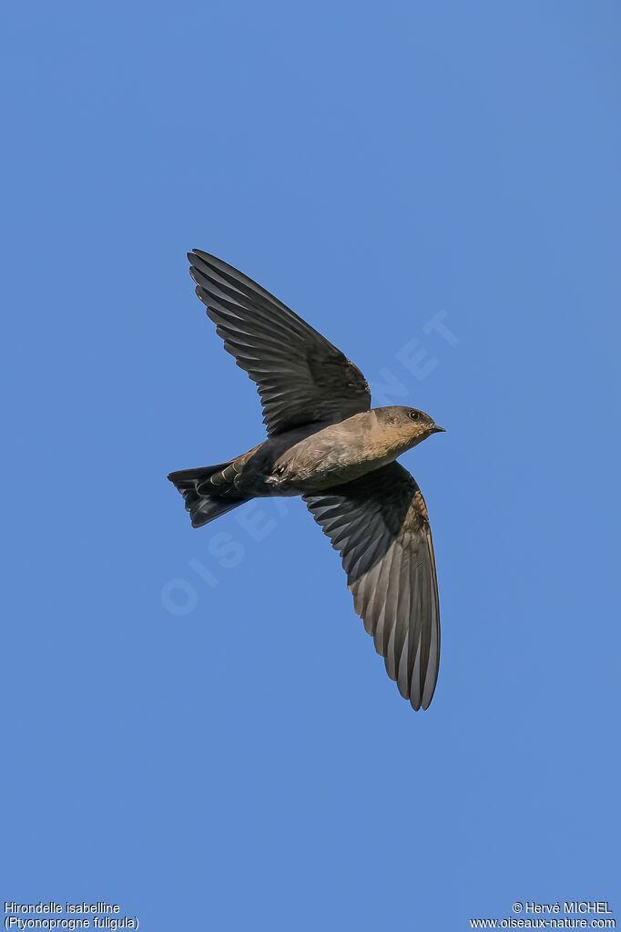 Hirondelle isabelline