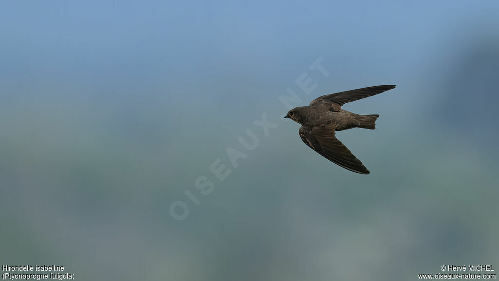 Hirondelle isabelline