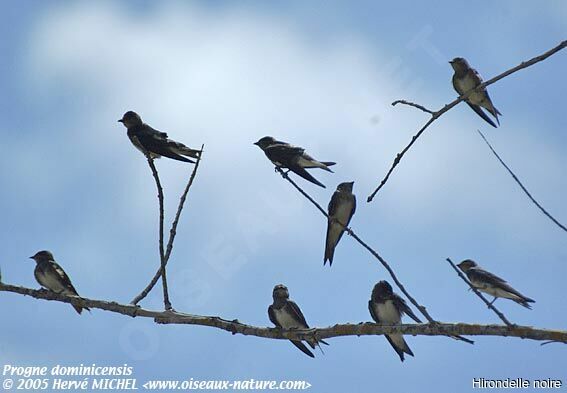 Hirondelle noire