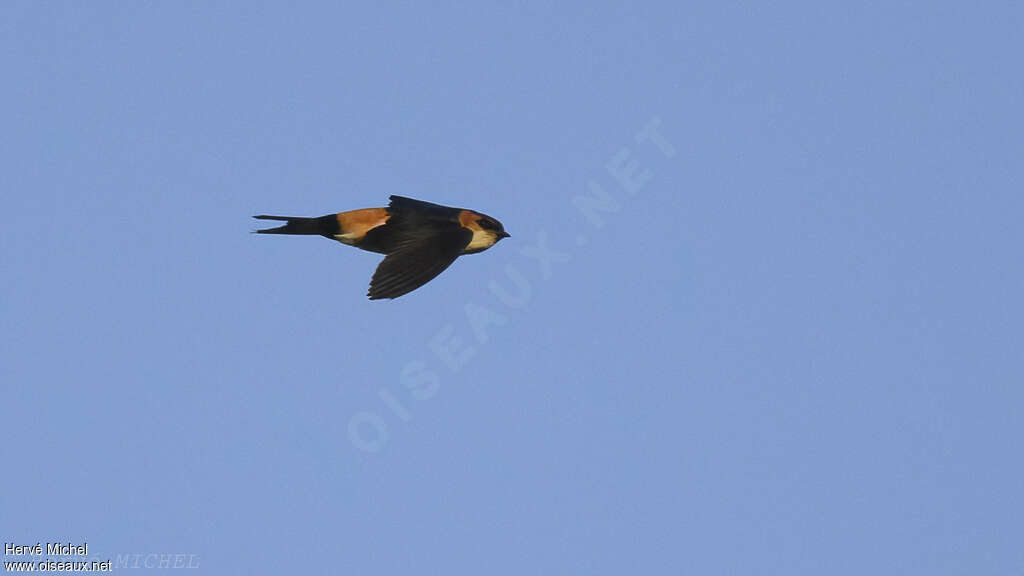 African Red-rumped Swallow (domicella)adult