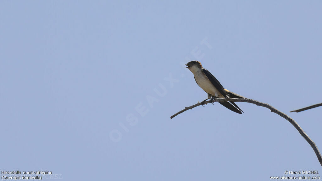 African Red-rumped Swallow (domicella)